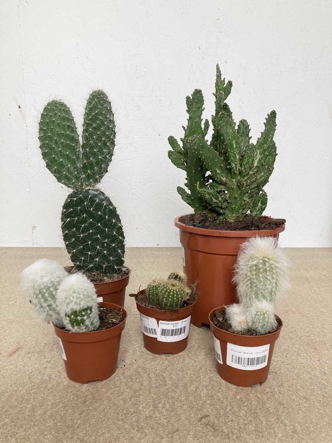 Lot 20 - A mixed mob of Cacti, including a Drooping...
