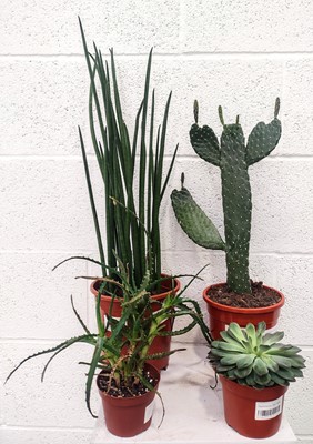 Lot 156 - A quartet of cacti, including a Slender Snake...