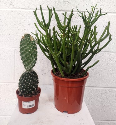 Lot 133 - A Pencil Cactus, 30cm in height and a Prickly...