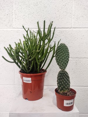 Lot 146 - A Pencil Cactus, 30cm in height and a Prickly...