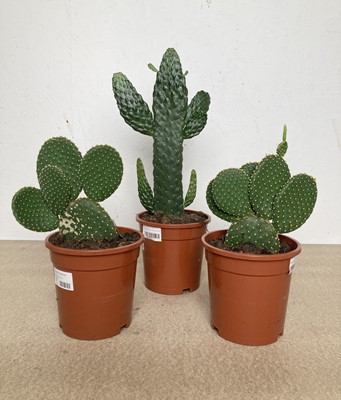 Lot 32 - A mob of mixed Cacti. Including a Prickly Pear...