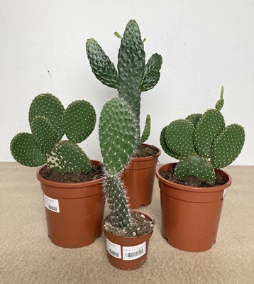 Lot 32 - A mob of mixed Cacti. Including a Prickly Pear...