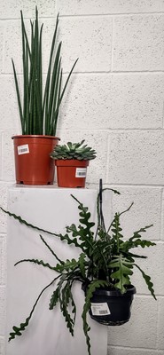 Lot 145 - A Fishbone Cactus, a Slender Snakeplant, 40cm...