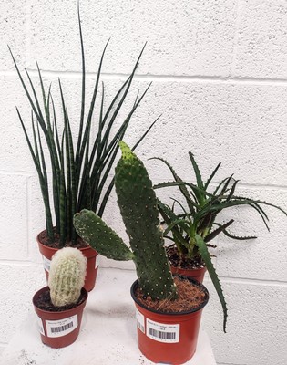 Lot 134 - A quartet of Cacti, including a Road Kill...