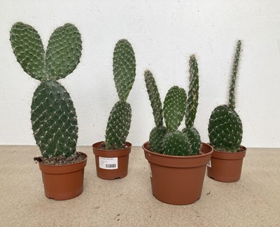 Lot 106 - A mob of four Prickly Pear Cacti. Height of...