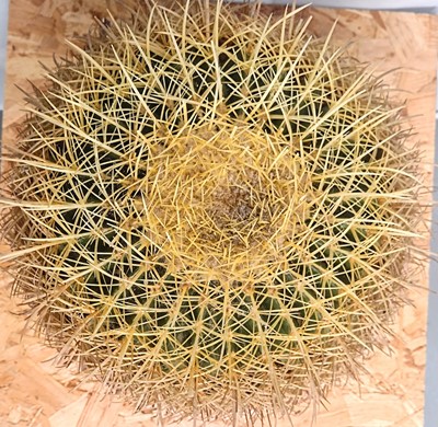 Lot 21 - A Golden Barrel Cactus, 30cm in diameter.