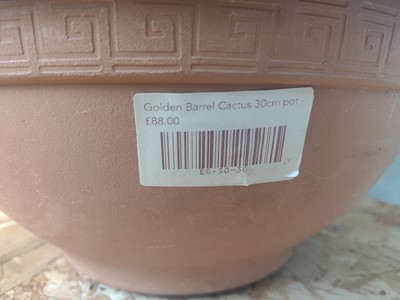 Lot 8 - A Golden Barrel Cactus, 30cm in diameter.