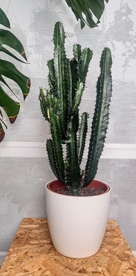 Lot 87 - A Desert Candle cactus, 80cm in height...