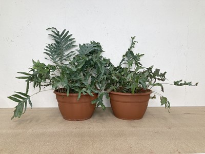 Lot 194 - Two Bluestar Ferns. 76cm in height.