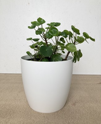 Lot 154 - A large Money Plant along with a elho plant...