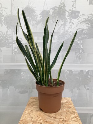 Lot 137 - A large variegated Snake Plant. 89cm in height.