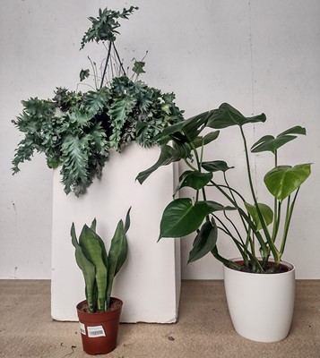 Lot 143 - A Monstera Deliciosa, 68cm tall, a Ruffled...