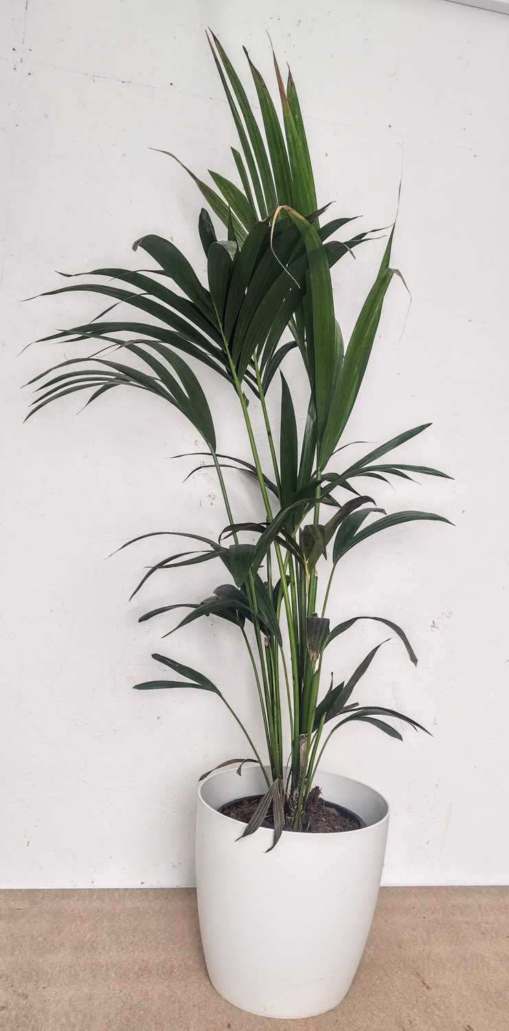 Lot 73 - A Kentia Palm, 130cm tall.