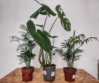 Lot 173 - A Monstera Deliciosa, 70cm, together with two...