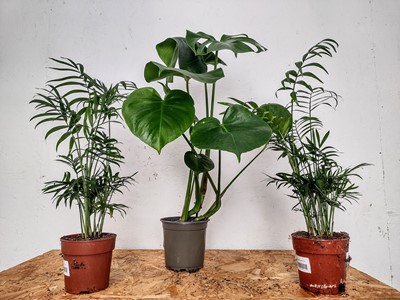 Lot 182 - A Monstera Deliciosa, 70cm, together with two...