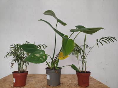 Lot 141 - A Monstera Deliciosa, 70cm, together with two...