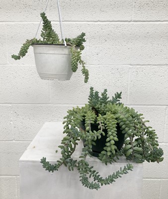 Lot 193 - A pair of Burro's Tail succulents. 40cm in...