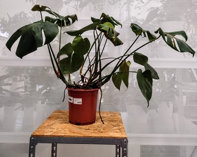 Lot 147 - A Swiss Cheese plant, 75cm in height.