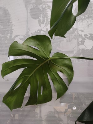 Lot 47 - A Swiss Cheese Plant, 100cm tall.