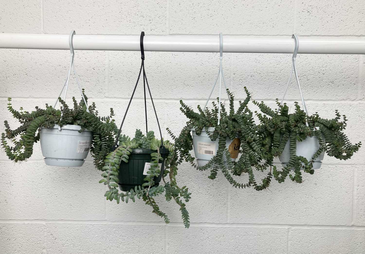 Lot 163 - A selection of four hanging succulents,...