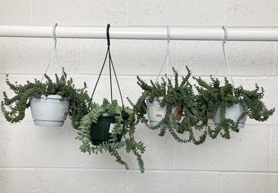 Lot 163 - A selection of four hanging succulents,...