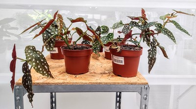 Lot 175 - Four Polka Dot Begonias, 30cm tall.