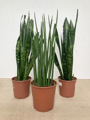 Lot 185 - Three Snake Plants. One Slender Snake Plant...