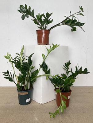 Lot 192 - Three ZZ Plants. Largest plant is 62cm tall.