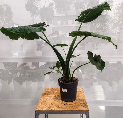 Lot 140 - A Dwarf Elephants Ear, 85cm in height.