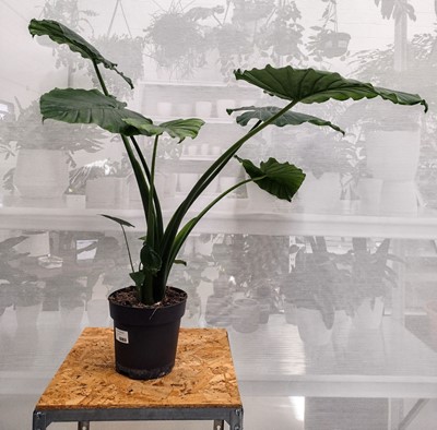 Lot 181 - A Dwarf Elephants Ear, 85cm in height.