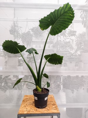 Lot 191 - A Dwarf Elephants Ear, 85cm in height.