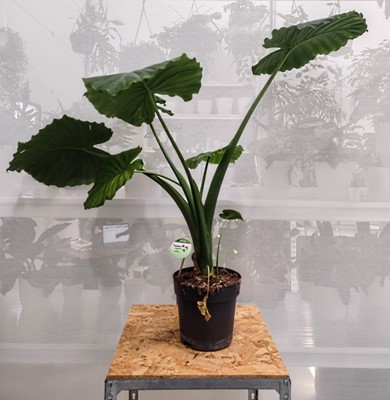 Lot 170 - A Dwarf Elephants Ear, 85cm in height.