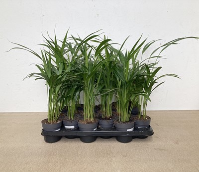 Lot 190 - 19 Areca Palms. 48cm in height.