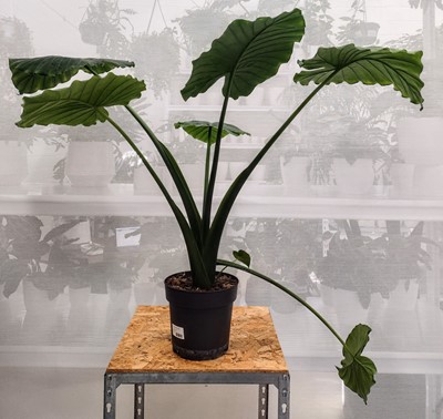 Lot 148 - A Dwarf Elephants Ear, 85cm in height.