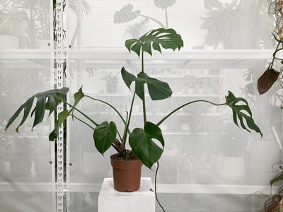 Lot 152 - A large Swiss Cheese Plant. 90cm in height.