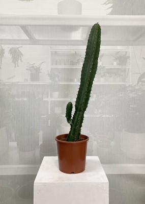 Lot 161 - A large Desert Candle Cactus. 74cm in height.