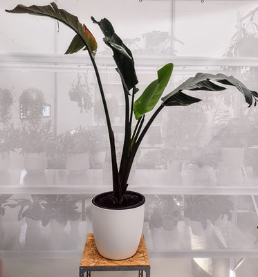 Lot 76 - A large Bird of Paradise plant. 160cm in height.