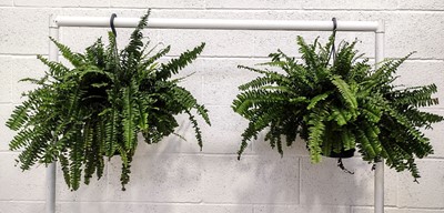 Lot 166 - Two Boston Ferns, 55cm in diameter.