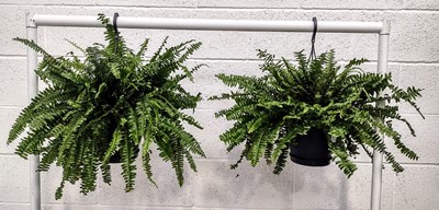 Lot 139 - Two Boston Ferns, 55cm in diameter.