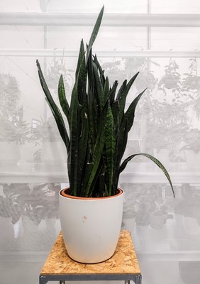 Lot 77 - A substantial Snake plant, 120cm tall and an...