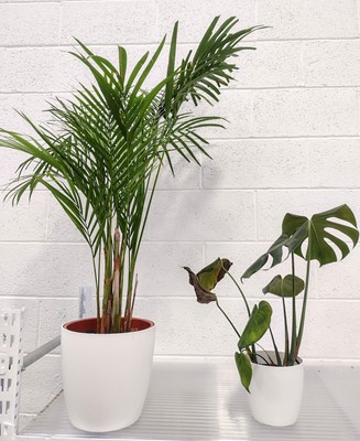 Lot 31 - An Areca Palm, approximately 150cm tall, and a...