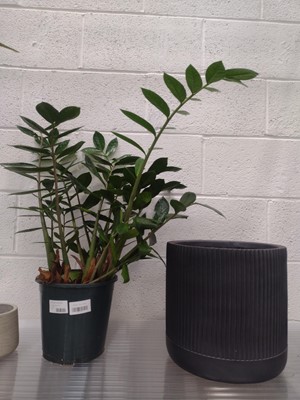 Lot 36 - A ZZ Plant, 75cm tall, together with two...