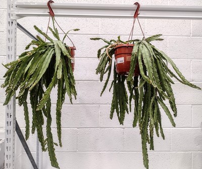 Lot 162 - Two Hurricane Cacti, 70cm in length.