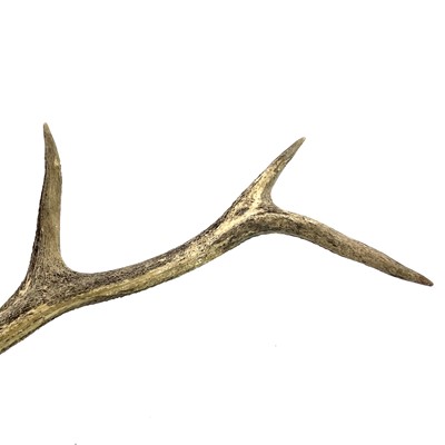 Lot 9 - A late 19th century pair of eight point antlers on the skull cap and inscribed.