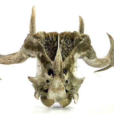Lot 9 - A late 19th century pair of eight point antlers on the skull cap and inscribed.