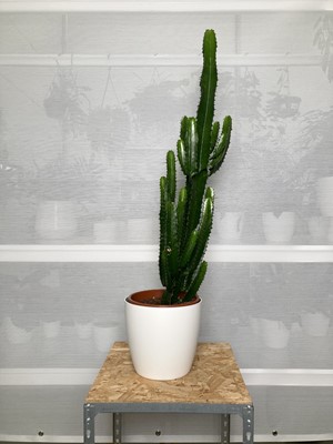 Lot 164 - A large Euphorbia Desert Candle Cactus in a...