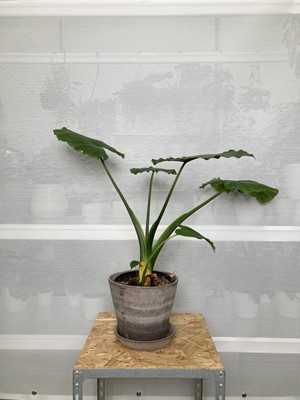 Lot 169 - A Dwarf Elephants Ear Alocasia plant in a...