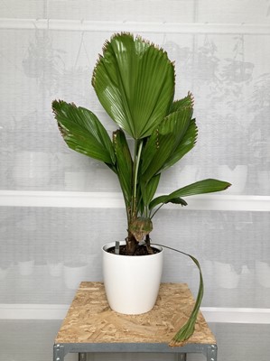 Lot 187 - A Ruffled Fan Palm along with a elho pot. 85cm...