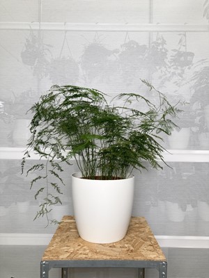 Lot 171 - A large Asparagus Fern in a elho pot. 85cm in...