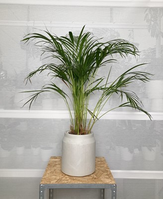 Lot 184 - A large Areca Palm, along with a concrete pot....